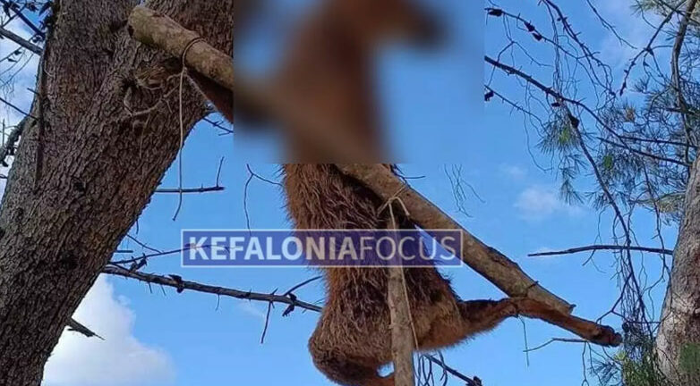 Κτηνωδία στην Κεφαλονιά: Απίστευτο περιστατικό θανάτωσης ζώου - Σταύρωσαν αλεπού σε δέντρο - ΦΩΤΟ