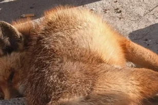 Κτηνωδία στο Παλαιό Φάληρο: Νεκρή αλεπού με κομμένη ουρά και τραύμα στο λαιμό βρέθηκε πεταμένη στην παραλιακή