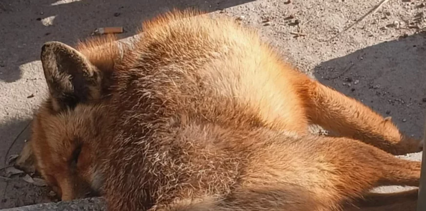 Κτηνωδία στο Παλαιό Φάληρο: Νεκρή αλεπού με κομμένη ουρά και τραύμα στο λαιμό βρέθηκε πεταμένη στην παραλιακή
