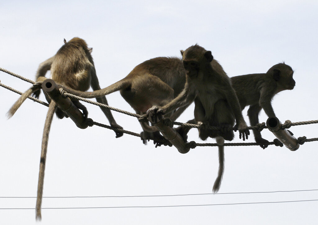 Επιδρομή μακάκων στην Ταϊλάνδη: 3.500 μαϊμούδες «έδιωξαν» τους κατοίκους της πόλης Λοπμπούρι - ΒΙΝΤΕΟ