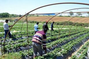 Αχαΐα: Συμφωνία ανάσα για Ινδούς εργάτες γης - 600 αιτήματα μέχρι τα τέλη του 2023