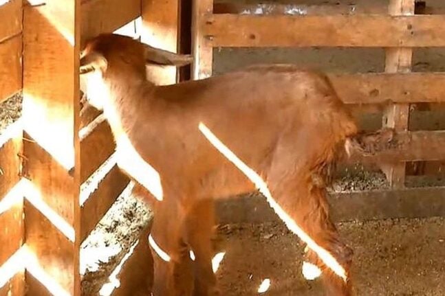 Κατσικάκι γεννήθηκε με τρία πόδια σε κτηνοτροφική μονάδα στις Σέρρες ΦΩΤΟ