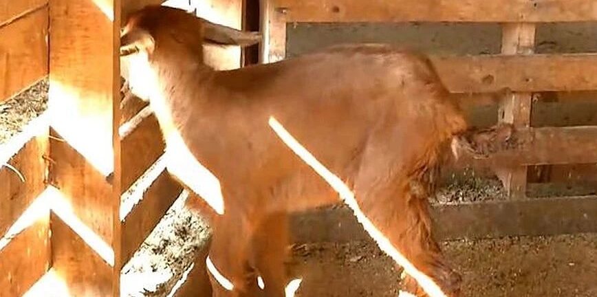 Κατσικάκι γεννήθηκε με τρία πόδια σε κτηνοτροφική μονάδα στις Σέρρες ΦΩΤΟ
