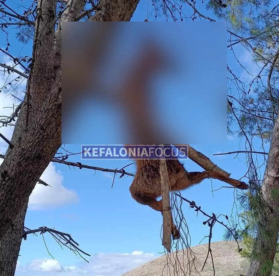 Κτηνωδία στην Κεφαλονιά: Απίστευτο περιστατικό θανάτωσης ζώου - Σταύρωσαν αλεπού σε δέντρο - ΦΩΤΟ