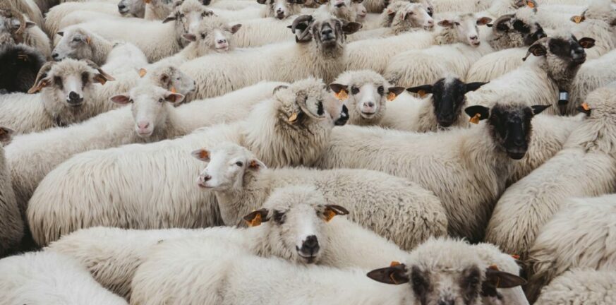 Αυστραλία: Αποκλεισμένα 14.000 πρόβατα και 2.000 βοοειδή στο λιμάνι Περθ