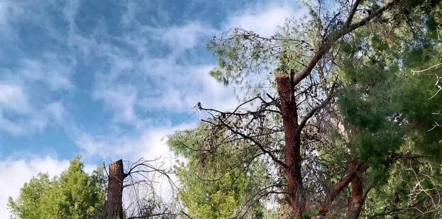 ΟΙΚΙΠΑ: Προσοχή και ευαισθησία για τα περιαστικά μας δάση! Καταγγέλει εσφαλμένες κλαδεύσεις δέντρων - ΦΩΤΟ