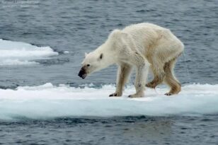 Κλιματική αλλαγή: Οι πολικές αρκούδες κινδυνεύουν από λιμοκτονία 
