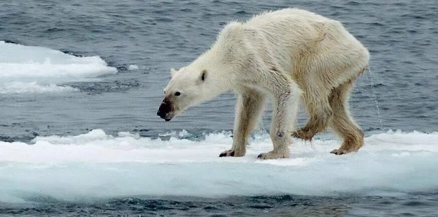 Κλιματική αλλαγή: Οι πολικές αρκούδες κινδυνεύουν από λιμοκτονία 
