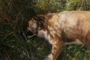 Νέα κτηνωδία: Πυροβόλησαν 30 φορές αδέσποτο σκύλο στην Κατερίνη - ΦΩΤΟ