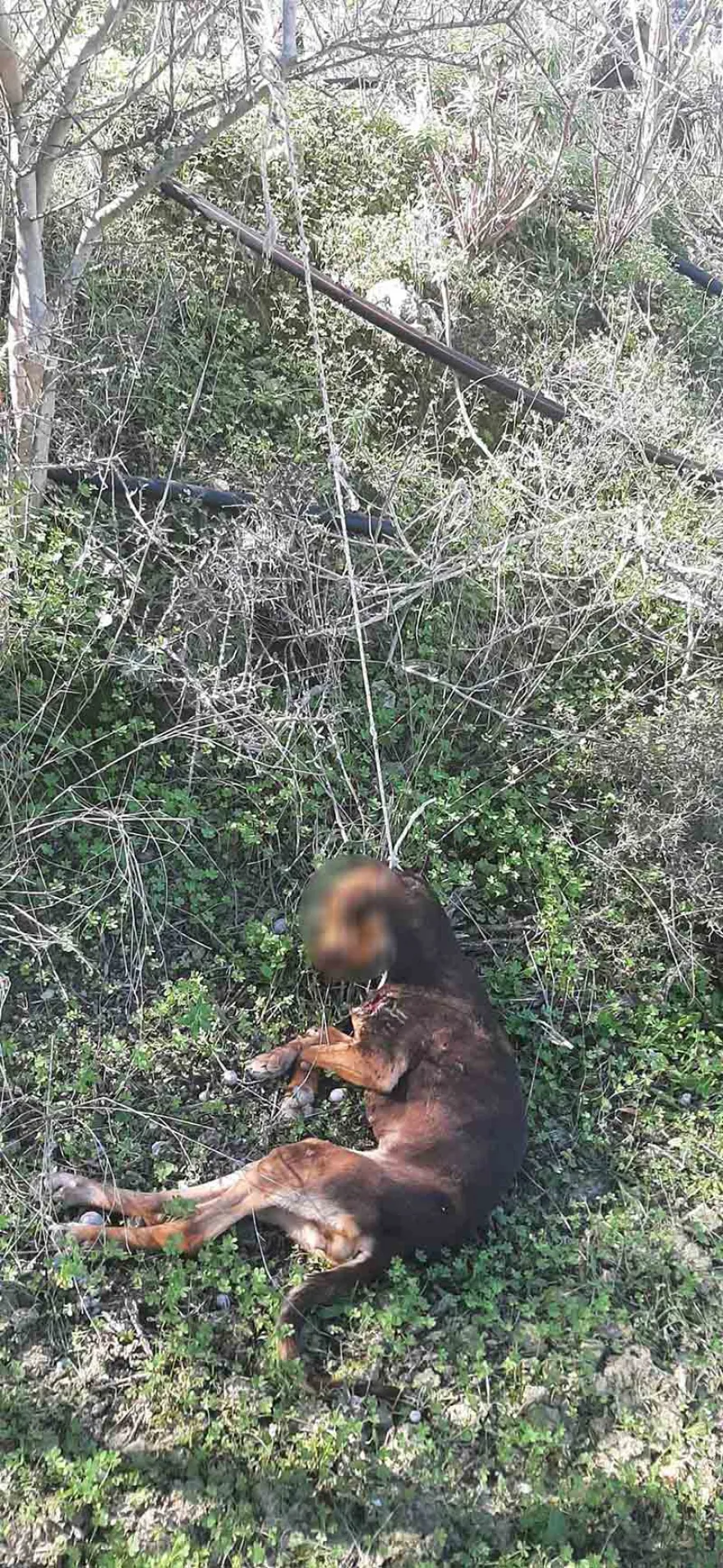 Κτηνωδία: Σκυλί βρέθηκε κρεμασμένο σε χωριό του Ηρακλείου