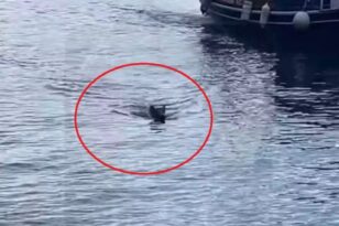 Μαγνησία: Αγριογούρουνο έπεσε στη θάλασσα για να αποφύγει λύκους BINTEO
