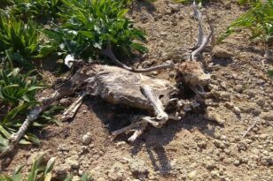 Ρόδος: Φρίκη με δεκάδες νεκρά ελάφια - Παρέμβαση εισαγγελέα ΦΩΤΟ