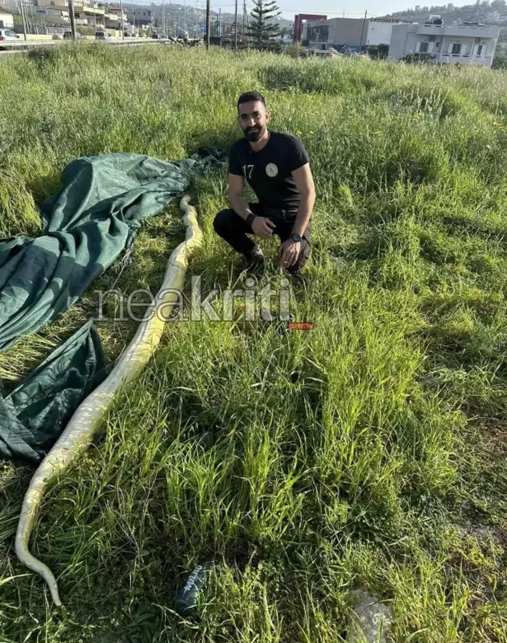 Ηράκλειο: Πύθωνας 5 μέτρων σε χωράφι! - Viral οι εικόνες με το μεγάλο φίδι
