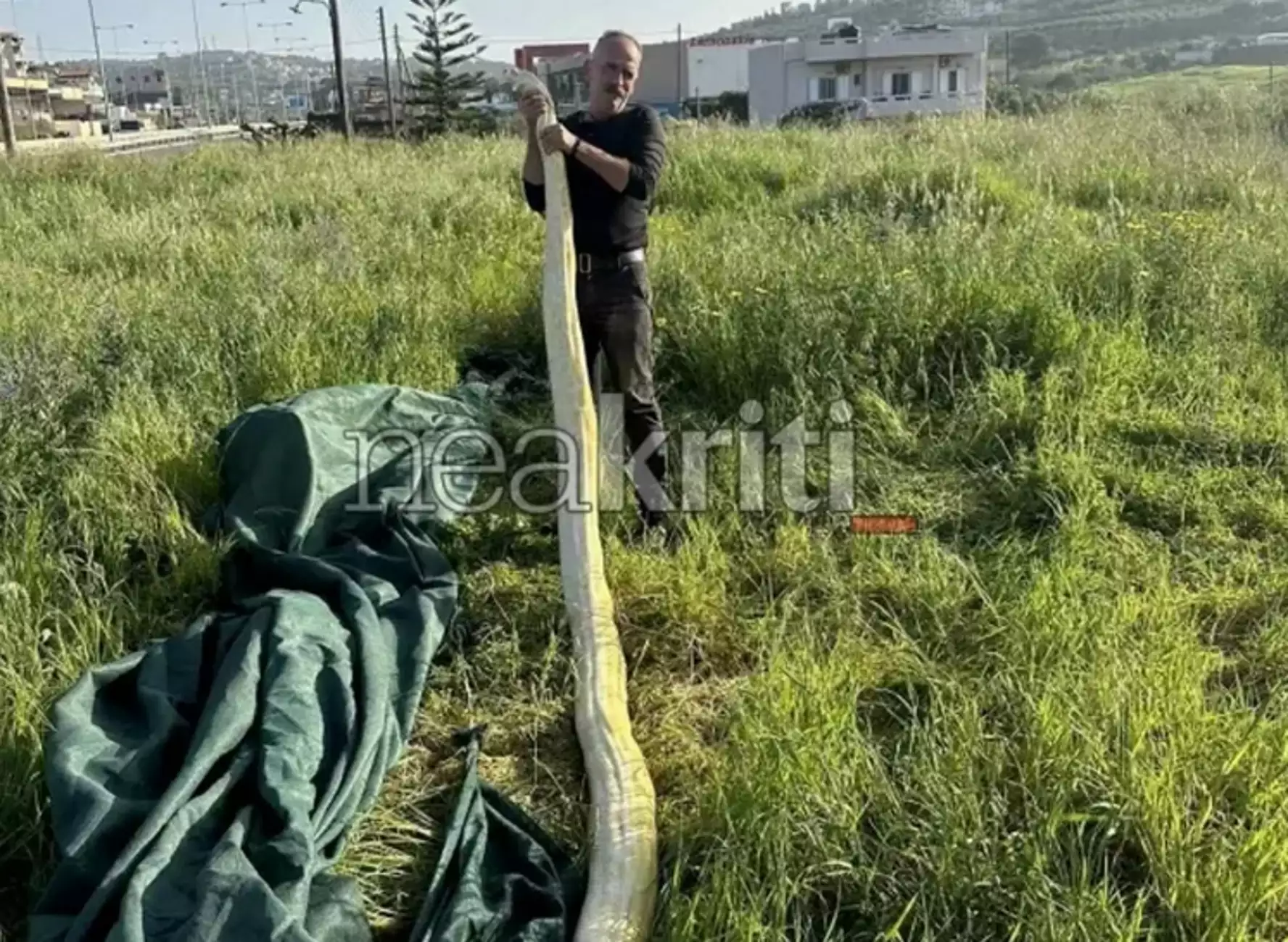 Ηράκλειο: Πύθωνας 5 μέτρων σε χωράφι! - Viral οι εικόνες με το μεγάλο φίδι