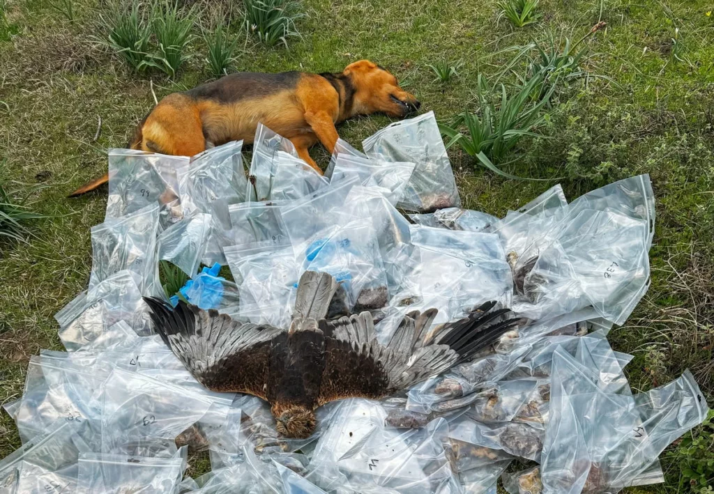 Θεσσαλία: Κτηνωδία με δεκάδες νεκρά ζώα από δηλητηριασμένα δολώματα - Σκληρές εικόνες