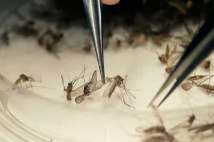 Σμήνη κουνουπιών απειλούν τη δημόσια υγεία – Μεταφέρουν ιό του δυτικού Νείλου, ελονοσία, δάγκειο πυρετό