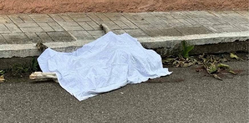 Αγρίνιο: Φρικτός θάνατος σκύλου που σύρθηκε στην άσφαλτο από οδηγό αυτοκινήτου - ΠΡΟΣΟΧΗ σκληρές εικόνες