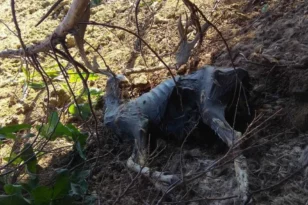 Φρίκη στη Ρόδο: Εντοπίστηκαν νεκρά ελάφια στο πάρκο Ροδινιού -Έκκληση για τη διάσωση των υπόλοιπων ζώων