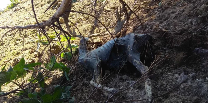 Φρίκη στη Ρόδο: Εντοπίστηκαν νεκρά ελάφια στο πάρκο Ροδινιού -Έκκληση για τη διάσωση των υπόλοιπων ζώων