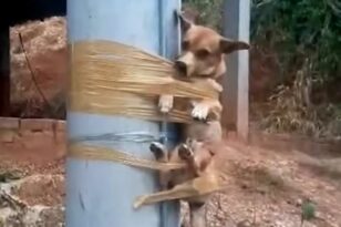 Κολομβία: Κτήνος έδεσε σκυλάκι με μονωτική ταινία σε κολώνα