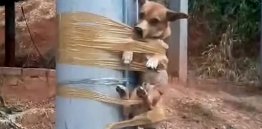 Κολομβία: Κτήνος έδεσε σκυλάκι με μονωτική ταινία σε κολώνα