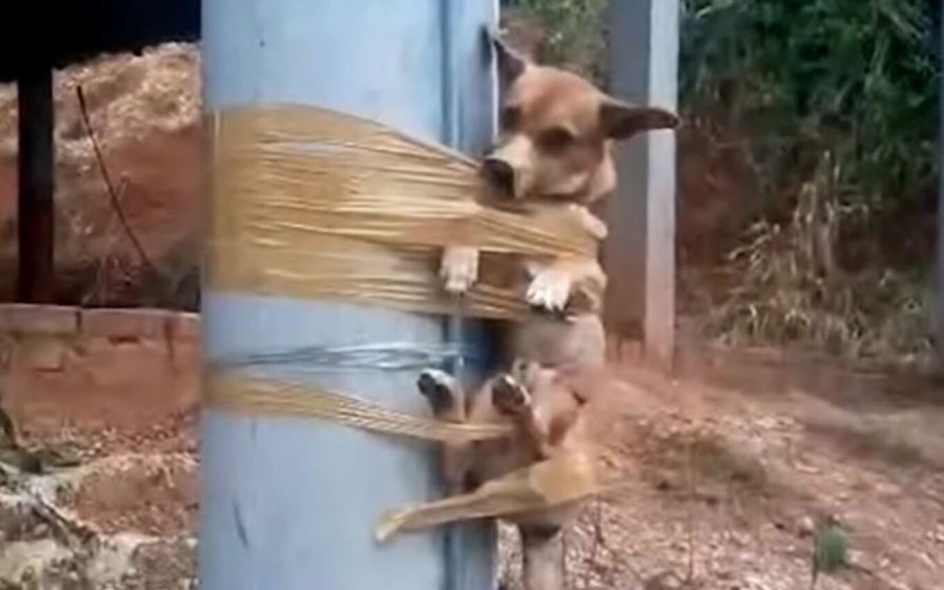 Colombia: Animal tied a dog with electrical tape to a pillar |  World: News and News from around the World
 – 2024-03-19 15:22:58