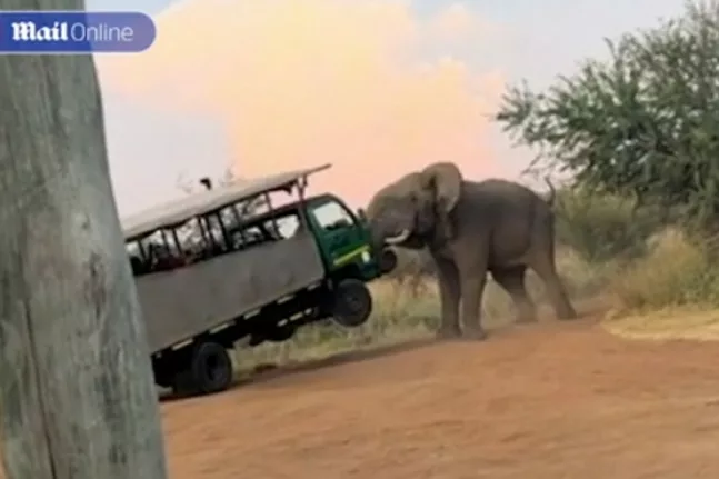 Νότια Αφρική: Εφιάλτης για τους τουρίστες το σαφάρι: Ελέφαντας σήκωσε στον αέρα το λεωφορείο τους - ΒΙΝΤΕΟ