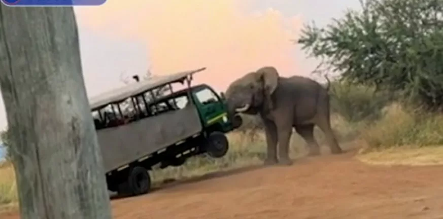 Νότια Αφρική: Εφιάλτης για τους τουρίστες το σαφάρι: Ελέφαντας σήκωσε στον αέρα το λεωφορείο τους - ΒΙΝΤΕΟ