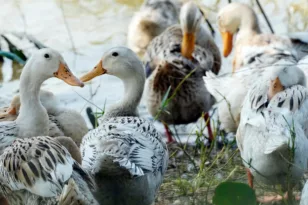 Γρίπη των πτηνών: Πώς ο H5N1 από την Κίνα έφτασε να αποδεκατίζει μέχρι την Ανταρκτική