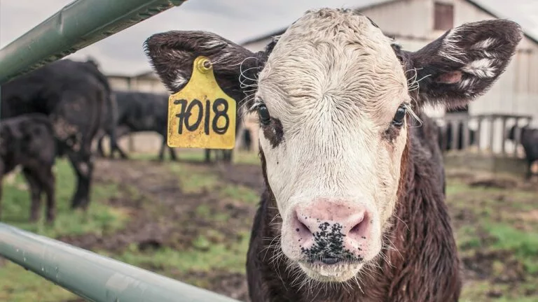 ΠΟΥ: Ο ιός της γρίπης των πτηνών εντοπίστηκε σε αγελαδινό γάλα μολυσμένων ζώων – Σύσταση για μέτρα
