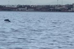 Θεσσαλονίκη: Μοναδικό θέαμα το πρωί στον Θερμαϊκό - Δελφίνια μαγνήτισαν τα βλέμματα ΒΙΝΤΕΟ