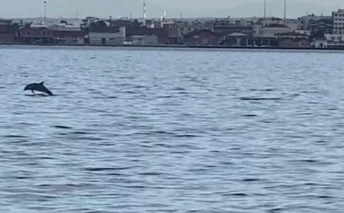 Θεσσαλονίκη: Μοναδικό θέαμα το πρωί στον Θερμαϊκό - Δελφίνια μαγνήτισαν τα βλέμματα ΒΙΝΤΕΟ