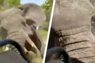 Συγκλονιστικό ΒΙΝΤΕΟ - Ελέφαντας σκότωσε τουρίστρια σε σαφάρι στην Ζάμπια