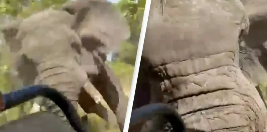 Συγκλονιστικό ΒΙΝΤΕΟ - Ελέφαντας σκότωσε τουρίστρια σε σαφάρι στην Ζάμπια