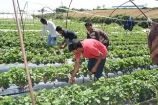 Αλλοδαποί στη Δυτική Ελλάδα: Νόμιμοι 2.200 Εργάτες Γης - Το 90% στον αγροτικό - κτηνοτροφικό τομέα