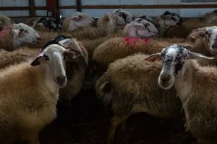 Ευρυτανία: Περιλαίμια στα πρόβατα που διώχνουν τους λύκους βάζουν κτηνοτρόφοι στα Άγραφα