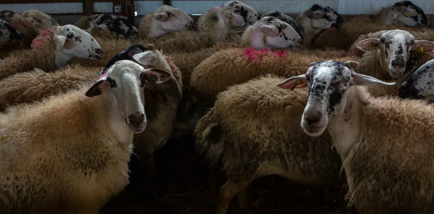 Ευρυτανία: Περιλαίμια στα πρόβατα που διώχνουν τους λύκους βάζουν κτηνοτρόφοι στα Άγραφα