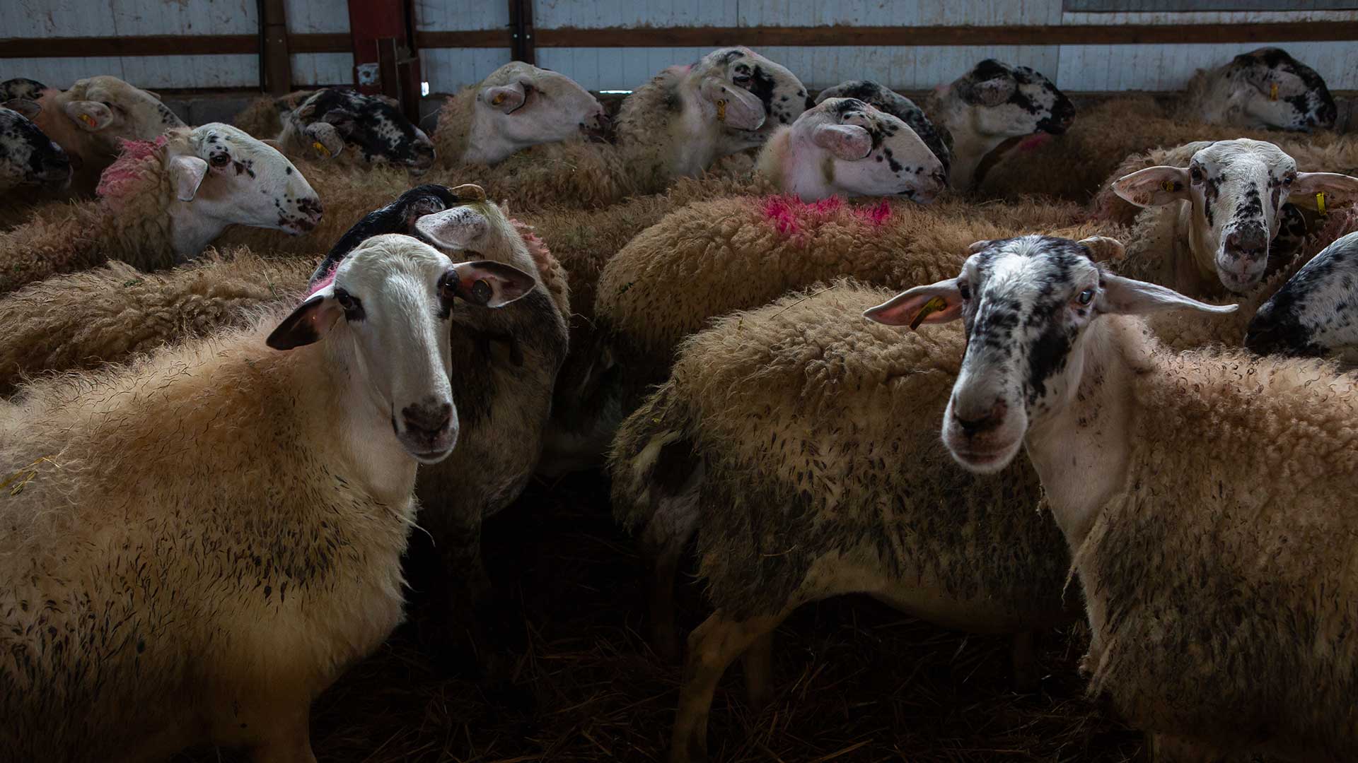 Sheep and goat plague: New veterinary operation in Western Greece – Controls are being intensified
 – 2024-08-08 03:14:59