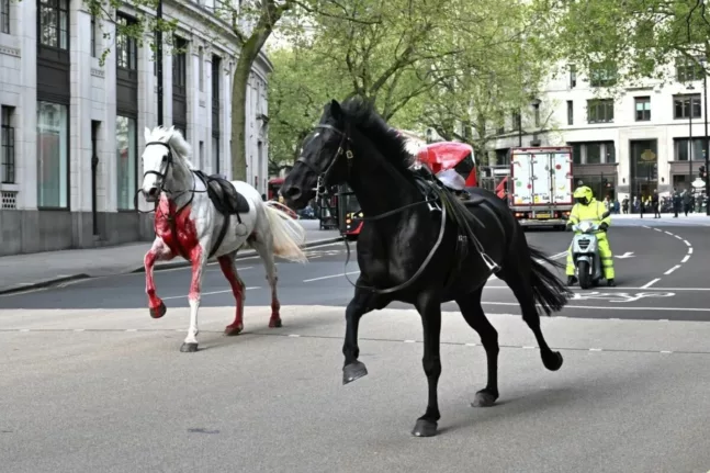 Λονδίνο: Σε σοβαρή κατάσταση τα άλογα που έτρεχαν ανεξέλεγκτα στους δρόμους ΒΙΝΤΕΟ