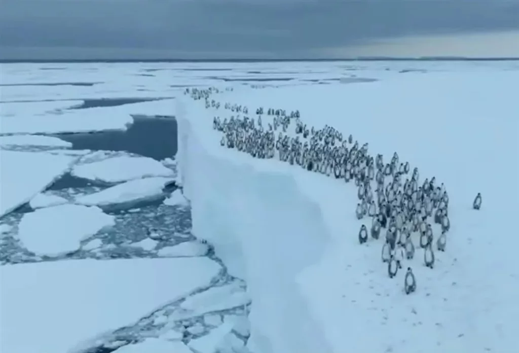 Magical images in the Southern Ocean: Penguins dive from 15 meters high for their first swim
 – 2024-04-16 01:50:48