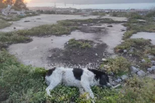 Εριξαν φόλες στο Πλατάνι - Αποτρόπαιο θέαμα με τουλάχιστον πέντε νεκρά σκυλιά