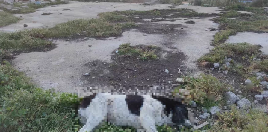 Εριξαν φόλες στο Πλατάνι - Αποτρόπαιο θέαμα με τουλάχιστον πέντε νεκρά σκυλιά