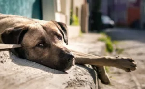 Τι προσπαθεί να σας πει ο σκύλος σας όταν σας ακουμπάει με το πόδι του