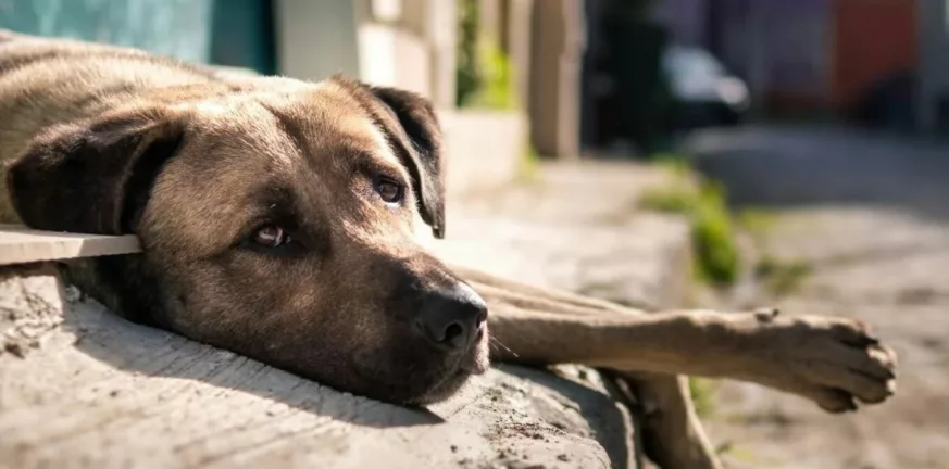 Κτηνωδία στη Θέρμη - Πυροβόλησαν και σκότωσαν σκύλο επειδή ενοχλούσε τα ζώα τους