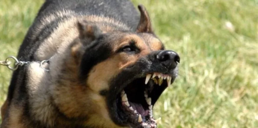 Γιαννιτσά: Σκύλος επιτέθηκε σε αγοράκι στη μέση του δρόμου-Σκληρές εικόνες