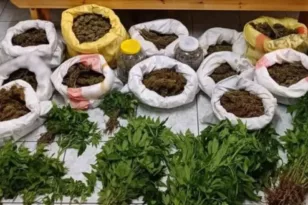 Χαλκιδική: Τρύγησε 11 κιλά κάνναβης από φυτεία με 305 δενδρύλλια κάνναβης