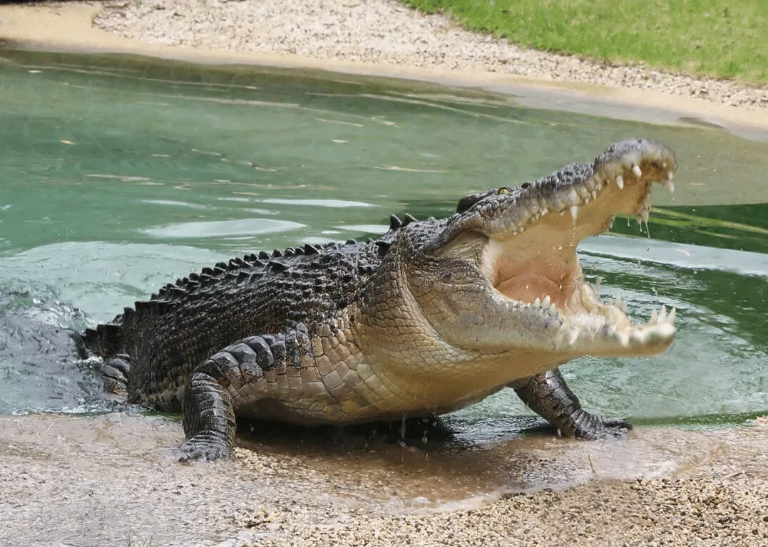 Animal cruelty in India: Mother threw her deaf son into a river full of crocodiles