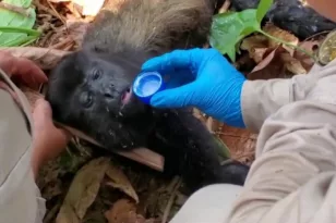 Μεξικό: Διασώστες συνδράμουν μαϊμούδες που πεθαίνουν από αφυδάτωση λόγω καύσωνα 