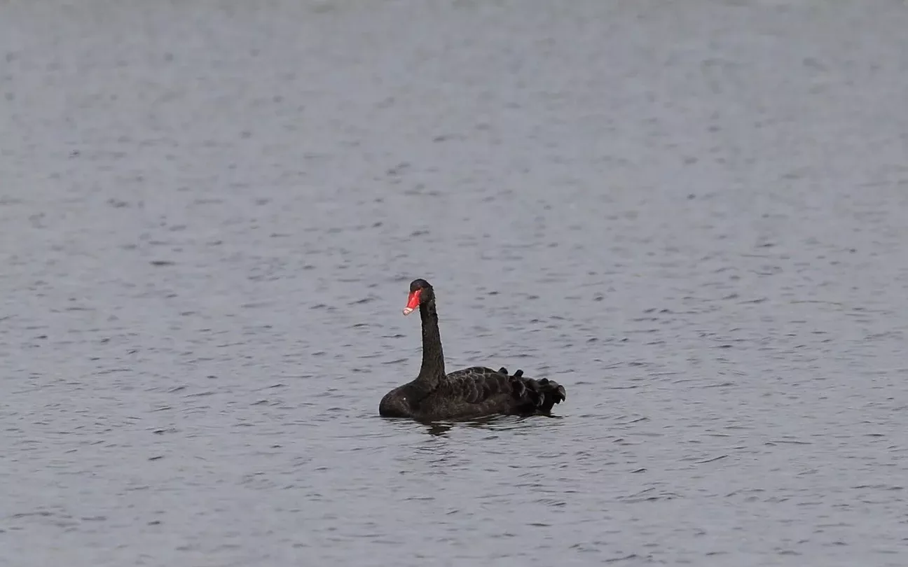 A black swan was spotted in the River Delta PHOTO
 – 2024-05-05 09:16:51