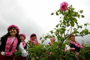 Βουλγαρία: Ξεκινά η περίοδος συγκομιδής των τριαντάφυλλων